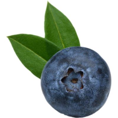 蓝莓
